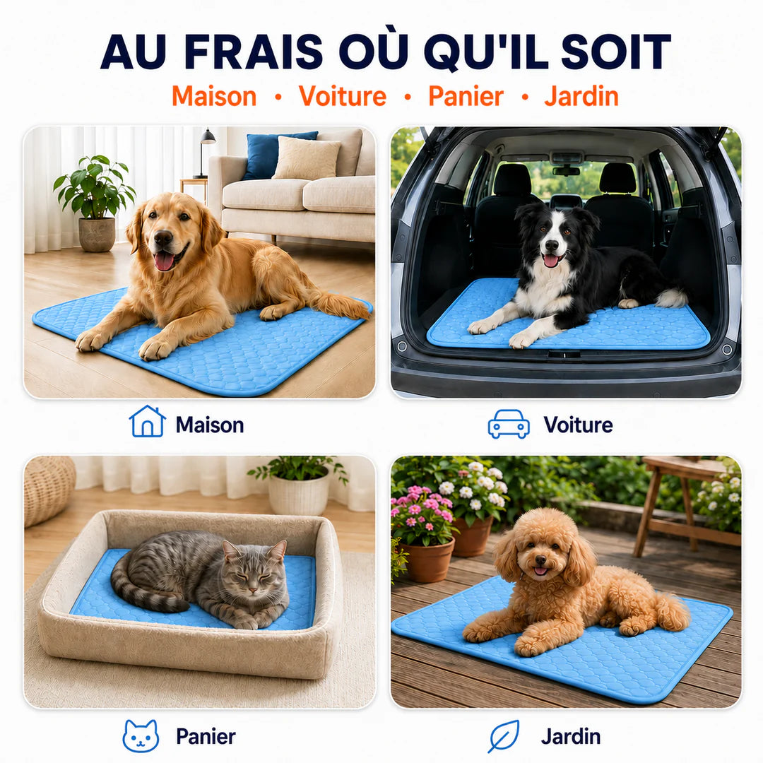Tapis rafraîchissant ChezPuppy en usage : golden retriever au salon, border collie dans le coffre d'une voiture, chat dans un panier, caniche sur une terrasse à l'ombre