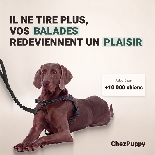 Harnais anti-traction pour chien — anneau avant